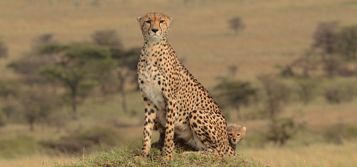 Mara Predator Conservation Programme - Maasai Mara Kenya